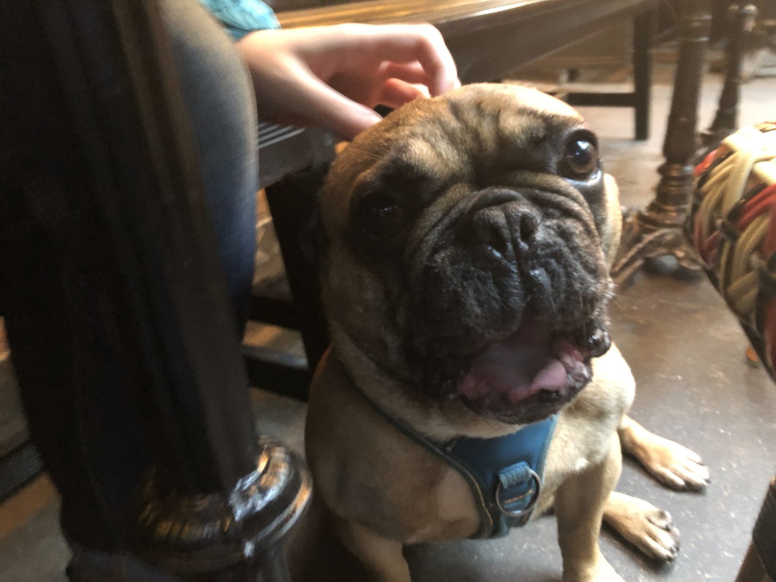 Close up image of a bulldog taken at a Paris cafe